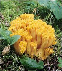 Ramaria largentii.jpg