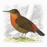 Tirahojas Mexicano.jpg