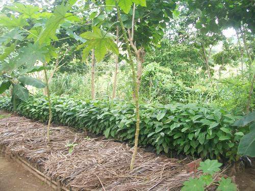 Archivo:Vivero de cafe 2.jpg