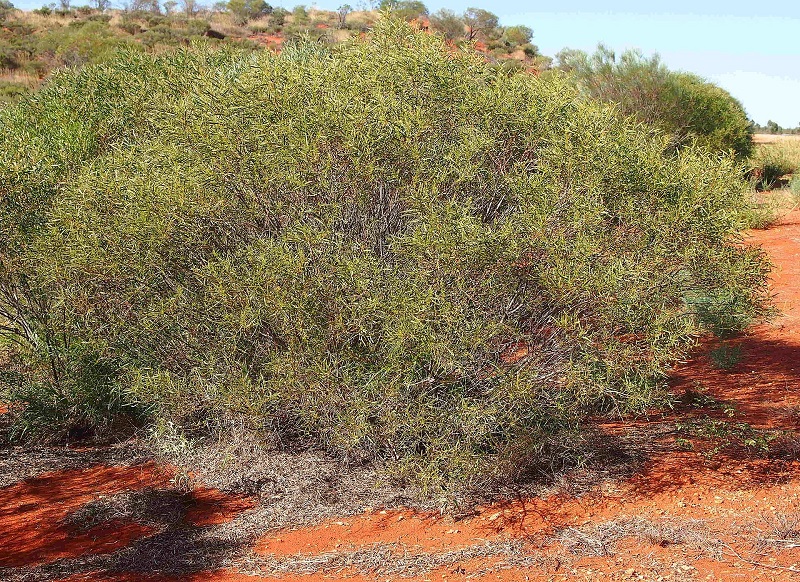 Archivo:Acacia ligulata 2.jpg