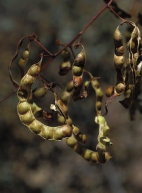 Archivo:Acacia marramamba 4.jpg