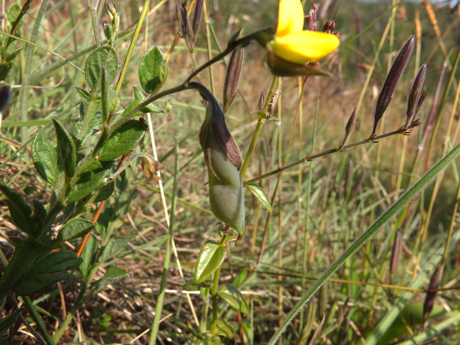 Archivo:Crotalaria alata.jpg