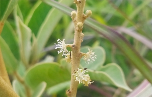 Archivo:Croton pungens 1.jpeg