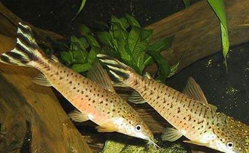 Archivo:Dianema urostriata.jpg