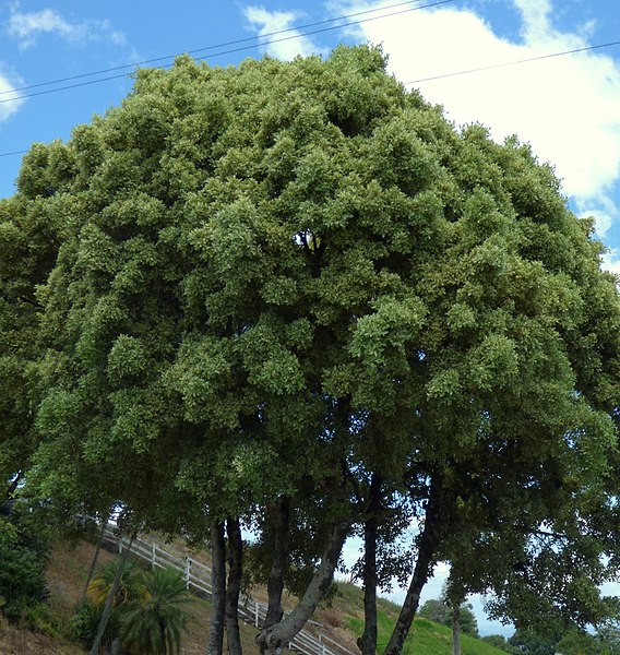Archivo:Ficus benjamina.jpg
