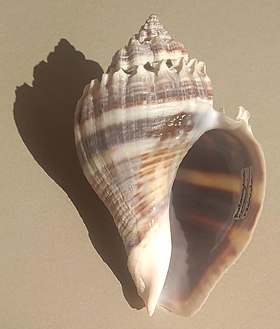 Melongena corona.jpg