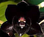 Orquídea negra - EcuRed