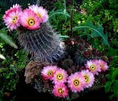 Parodia rutilans.jpeg