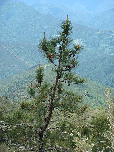 Archivo:Pinus taiwanensis.jpg