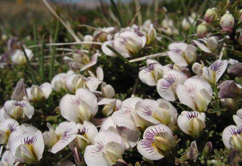 Archivo:Adesmia parvifolia.jpg