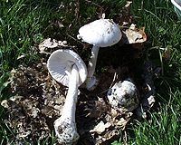 Amanita virosa.jpg
