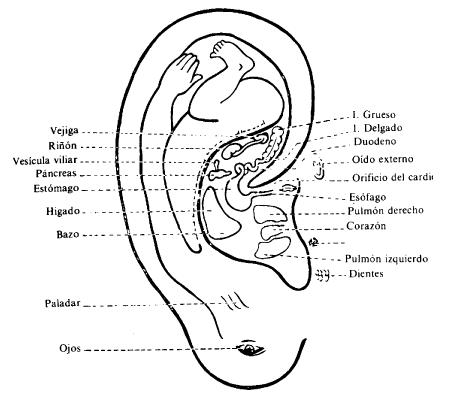 Auriculoterapia2.JPG