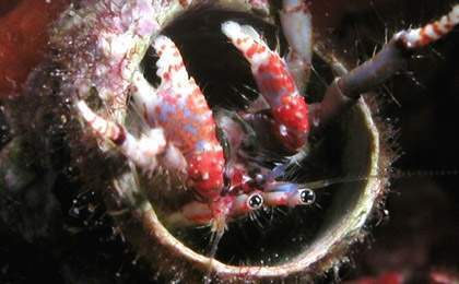 Archivo:Calcinus tubularis.jpg