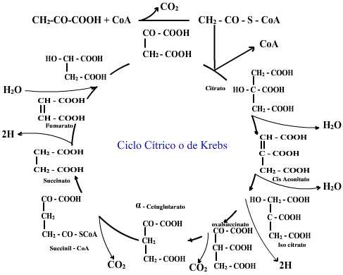 Ciclo citrico.jpg