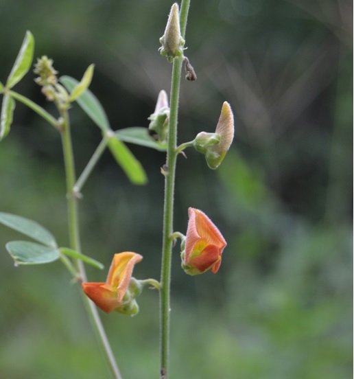 Archivo:Crotalaria cylindrocarpa 3.jpg