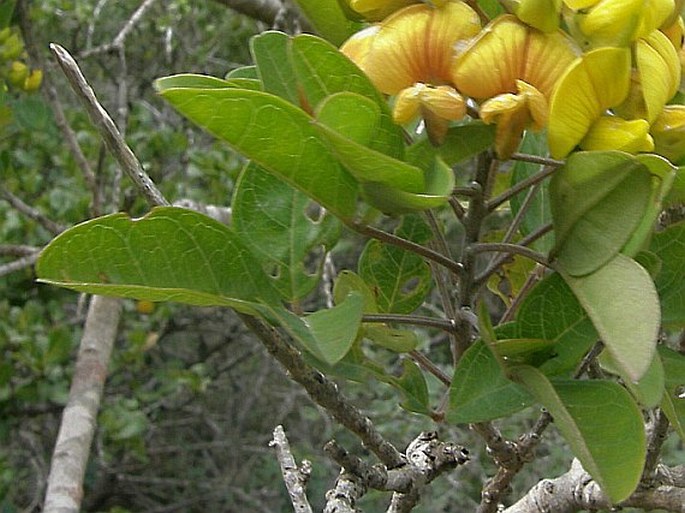 Archivo:Crotalaria socotrana 2.jpg