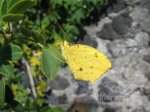 Eurema salome m.jpg