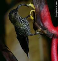 Eutoxeres aquila 01.jpg