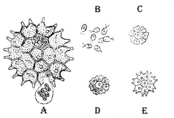 Fig 2 Pediastrum boryanum.jpg