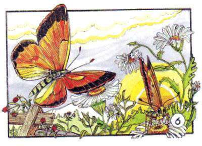 Archivo:Mariposa ColiaAnaranjada.jpg