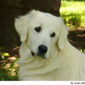 Pastor de Podhale 22.jpg