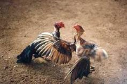 Peleas de gallo.png