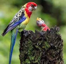 Archivo:Perico de Tasmaniaes.jpg