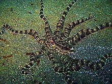 Pulpo imitador luis.jpg