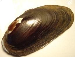 Diplodon chilensis.JPG