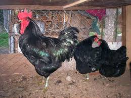 Gallos gigantes de jersey Clearance