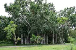 Proyecto sabana Camagüey.jpg