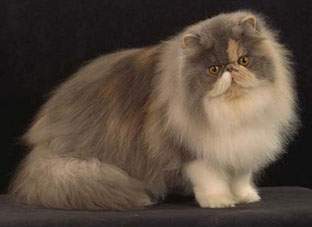 Archivo:Variedad gato persa.jpg