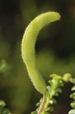Archivo:Acacia froggattii 6.jpg