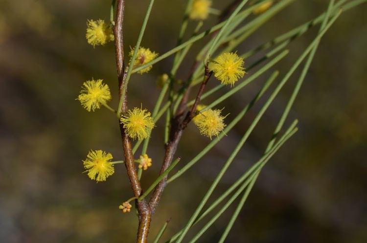 Archivo:Acacia juncifolia 4.jpg