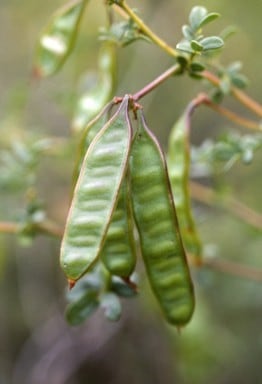 Archivo:Acacia lateriticola 6.jpg