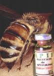 Apitoxina.jpeg