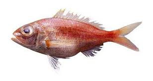 Archivo:Besugo Ojón.jpeg