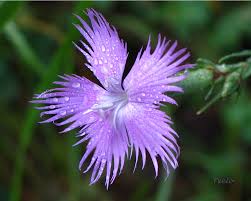 Dianthus hyssopifolius.jpg