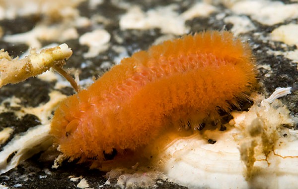 Archivo:Euphrosine foliosa.jpg