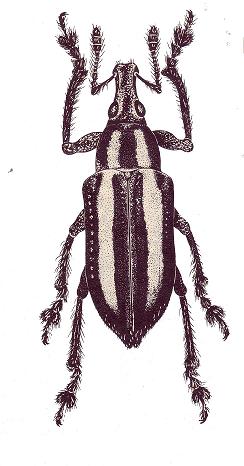 Exophthalmus cristalensis.jpg