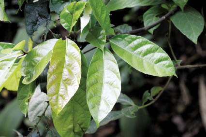 Archivo:Ficus capillipes.jpg