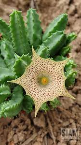 Huernia hallii.jpg
