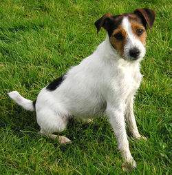 Jack russell terrier.jpg