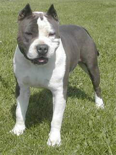 Raza-American-Staffordshire-Terrier.jpg