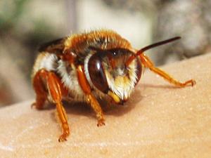 Rhodanthidium sticticum.jpg