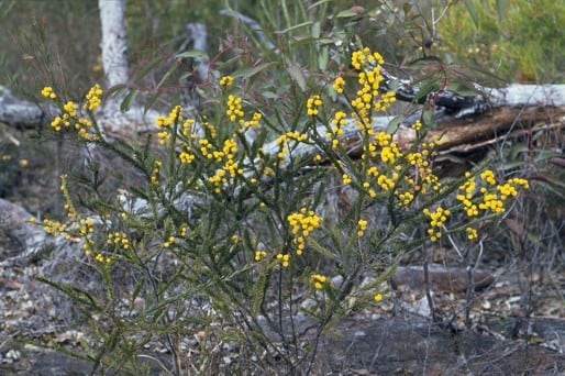 Archivo:Acacia gordonii 1.jpg