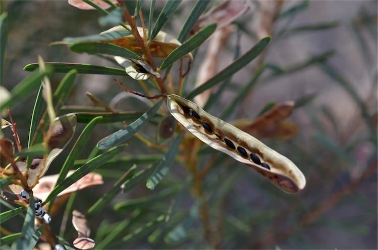 Archivo:Acacia kybeanensis 6.jpg