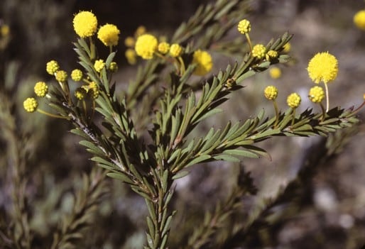 Archivo:Acacia lachnophylla 4.jpg