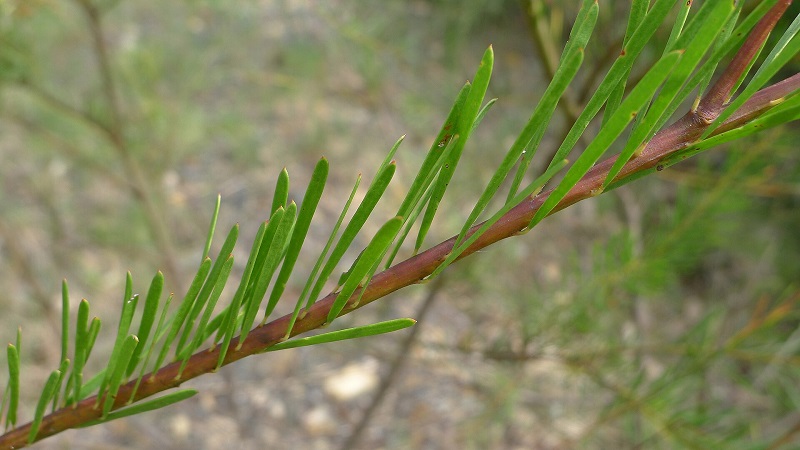 Archivo:Acacia linifolia 4.jpg