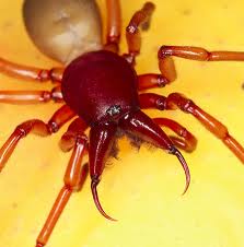 Archivo:Araña dis.jpeg